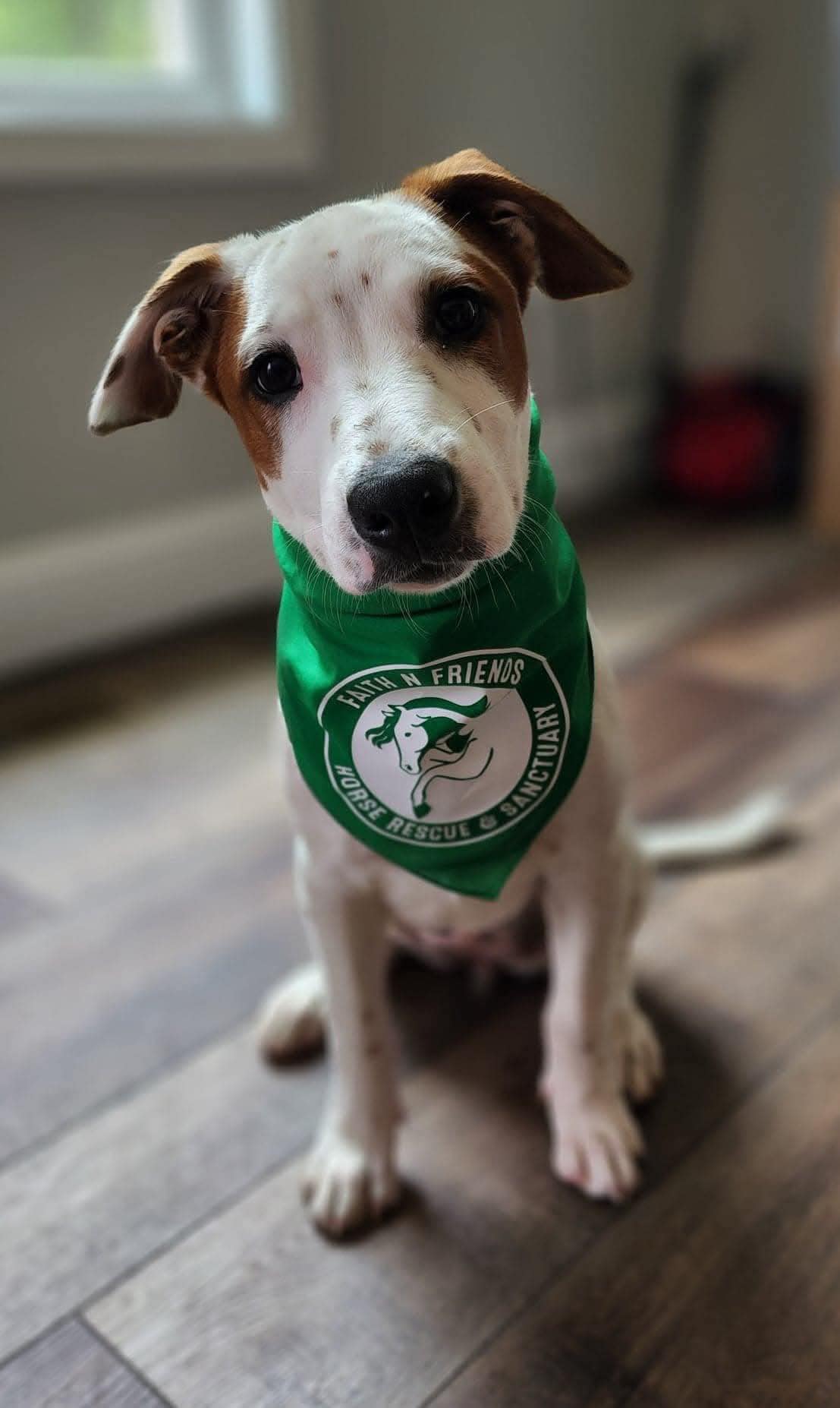 FNF Bandanas